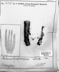 Helminthosporium tiliae image